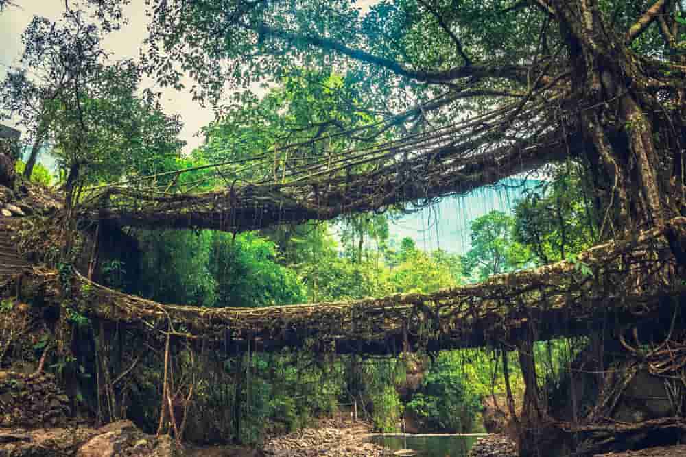 living root bridges