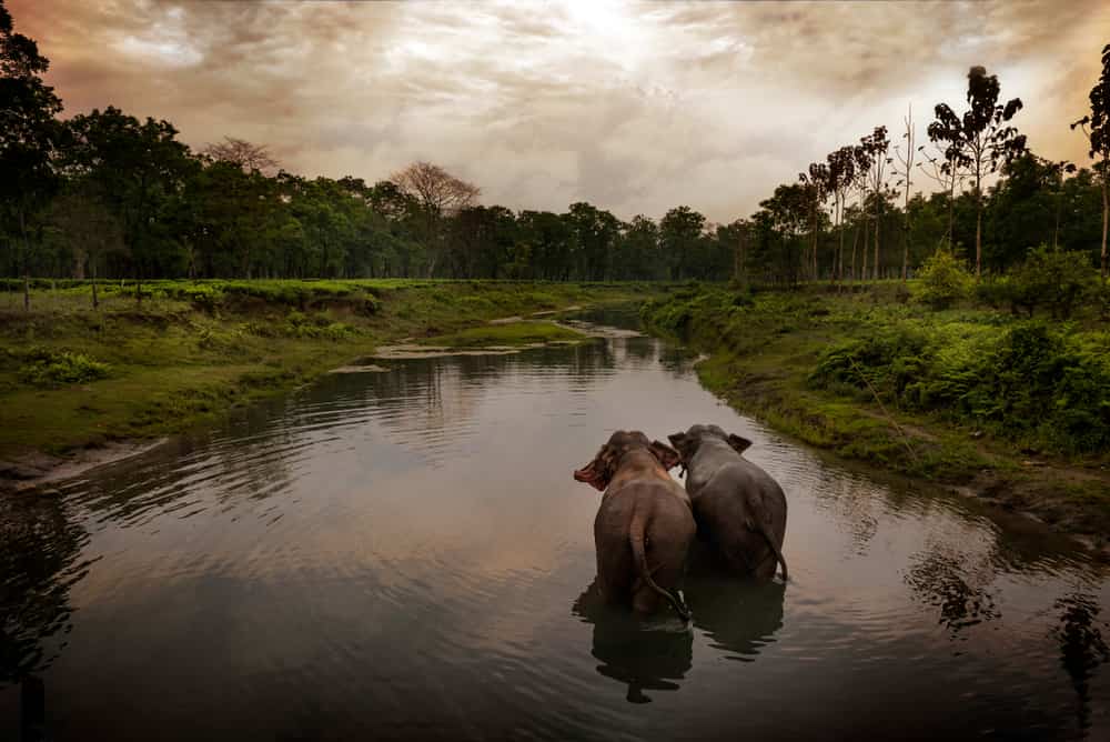 wildlife of assam